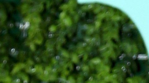 Elizabeth Gutiérrez y William Levy.