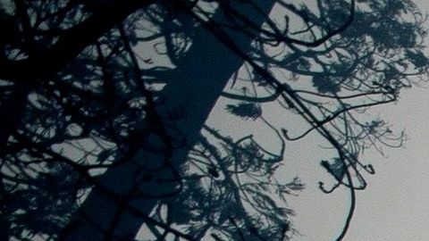 Sierra National Forest es uno de los que permanecerá cerrado.