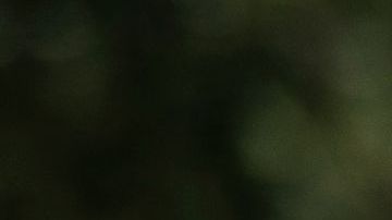 Grupos que podrían ser excluidos en caso de aprobarse un segundo cheque de estímulo bajo las reglas de la Ley CARES.