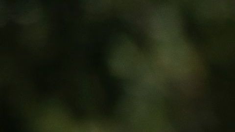 Grupos que podrían ser excluidos en caso de aprobarse un segundo cheque de estímulo bajo las reglas de la Ley CARES.