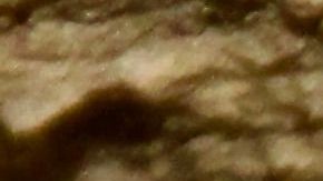 Los investigadores descubren una guarida de gatitos  en las Montañas de Santa Monica.