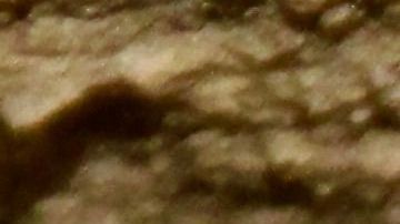 Los investigadores descubren una guarida de gatitos  en las Montañas de Santa Monica.