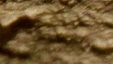 Los investigadores descubren una guarida de gatitos  en las Montañas de Santa Monica.