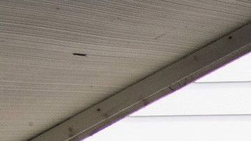 El 27 de agosto, los oficiales rescataron a otros 39 menores.