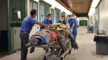 Los médicos de la UF utilizaron arneses para asegurar el traslado del caimán bautizado como Bob.