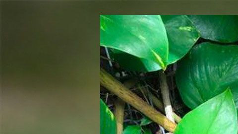 Fotografías del proyectil encontrado en el jardín de una casa de Miami Shores.