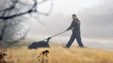 Un agente policial del condado de Suffok rastrea una zona boscosa de Long Island -con la ayuda de un perro especialmente adiestrado- en busca de restos pertenecientes a una prostituta de Nueva Jersey desaparecida en esa zona.