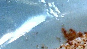 La jícama es una fuente de inulina