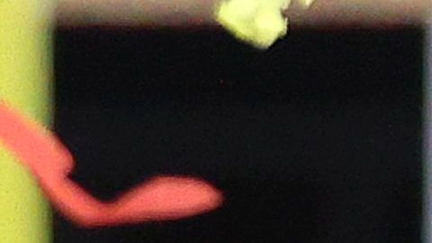 mahomes disney world