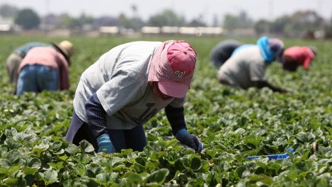 Trabajadores temporales de México recogen fresas en Oxnard.