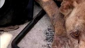 El perro tenía bolsas de aire en el pecho, tenía gusanos cardíacos y una vieja lesión en la cadera que nunca se abordó.