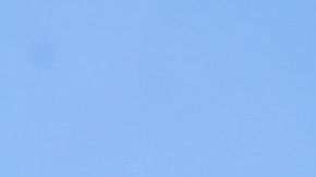 Los perros quisieron darle el último adiós a quien tanto los quiso.