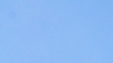 Los perros quisieron darle el último adiós a quien tanto los quiso.