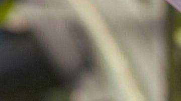 El maíz es símbolo de abundancia y fertilidad.