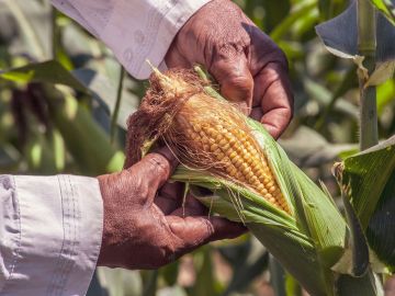 El maíz es símbolo de abundancia y fertilidad.