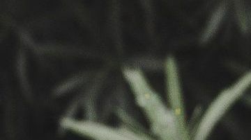 El bebé logró sobrevivir.