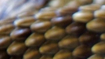 La pitón se había engullido algo enorme.