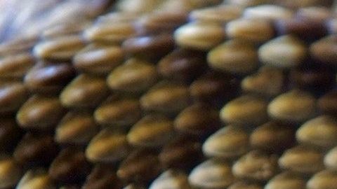 La pitón se había engullido algo enorme.