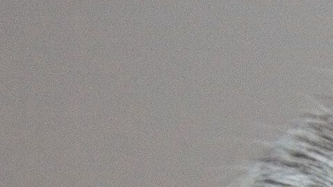 La mujer llegó en estado de ebriedad y le molestó mucho encontrarse con este animal.