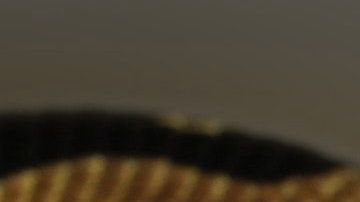 El joven quedó horrorizado al descubrir lo que había en el inodoro.