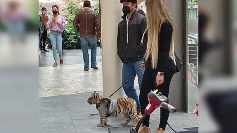 Mujer pasea con un cachcorro de tigre de bengala.