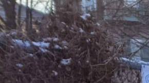 Maestros de Chicago dan clases en línea afuera de las escuelas para exigir que no se regrese a las clases presenciales hasta que no haya con CPS un acuerdo de seguridad contra el covid-19 en los planteles. (Facebook/CTU)