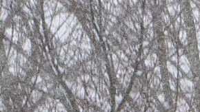 13 de febrero de 2021 en Seattle, Washington.