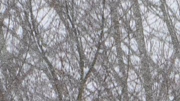 13 de febrero de 2021 en Seattle, Washington.