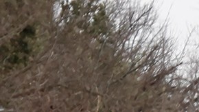 Tormenta de nieve el 18 de febrero de 2021 en Fort Worth, Texas.