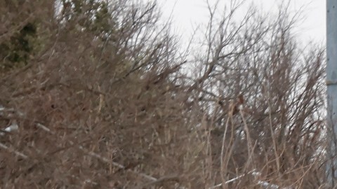 Tormenta de nieve el 18 de febrero de 2021 en Fort Worth, Texas.