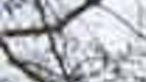 Maestros de las Escuelas Públicas de Chicago continúan su lucha por el aprendizaje remoto.