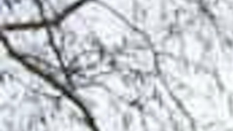 Maestros de las Escuelas Públicas de Chicago continúan su lucha por el aprendizaje remoto.