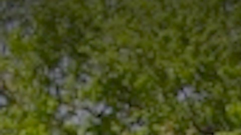 Los principales zoológicos de Chicago han anunciado sus planes de reapertura para principios de marzo.