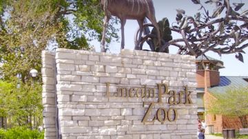 Los principales zoológicos de Chicago han anunciado sus planes de reapertura para principios de marzo.