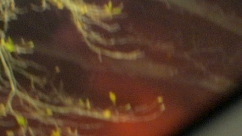 La policía de NY pide información acerca del caso