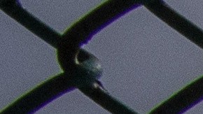 Hombre mira al Río Grande mientras espera mostrar sus documentos de inmigración a los oficiales de inmigración de Estados Unidos en el cruce fronterizo entre Estados Unidos y México