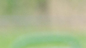 El alcalde confirmó que la raza de los perros eran pitbulls