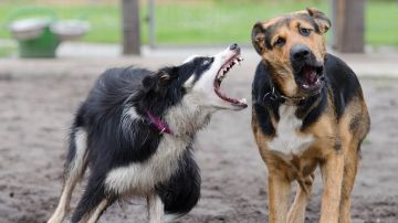 El alcalde confirmó que la raza de los perros eran pitbulls