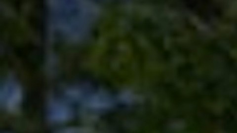 Residentes de Chicago ya pueden disfrutar de manera limitada de las atracciones de un zoológico local.