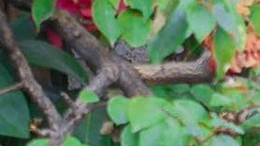 El cantautor mexicano-estadounidense, Gabacho.  (Janneth Diaz / Borderless Magazine)