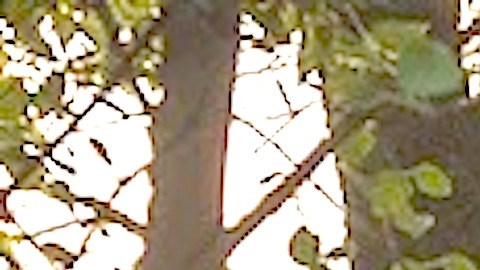 Riverwalk de Chicago abre sus puertas al público para el uso de residentes y visitantes a partir del viernes. Cortesía web Riverwalk Chicago