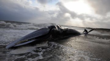 Gigantesca ballena de 115,000 libras aparece muerta en playa del sur de California