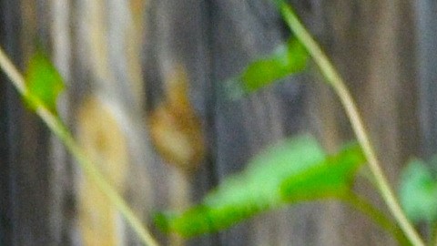 La trabajadora doméstica Sofía Portillo, de 69 años, en su casa de Gage Park, en el suroeste de Chicago. (Belhú Sanabria / La Raza)