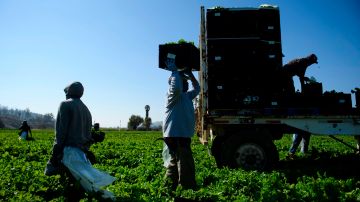 Trabajadores agrícolas en California