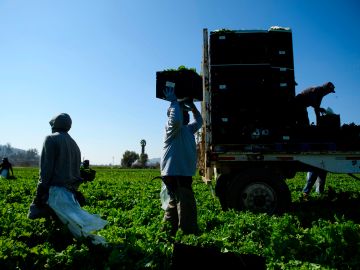 Trabajadores agrícolas en California