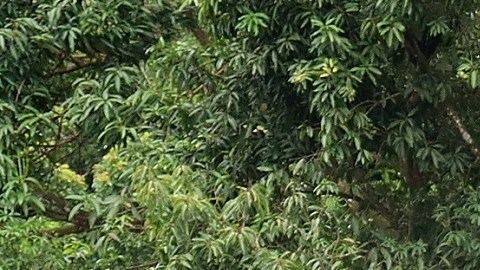 Elementos de la Guardia Nacional vigilan el sur de México.