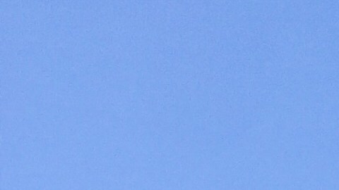 Vecinos cultivan el jardín comunitario La Guayabita Autónoma en Albany Park. (Cortesía)