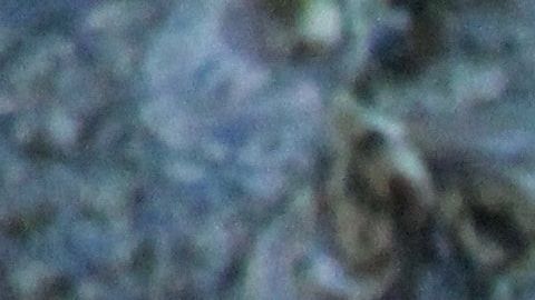 Las autoridades buscan al lagarto.