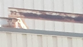 María Vega con mascarilla color púrpura y con una playera que lleva estampada la imagen de su hijo junto a familiares y amigos en una vigilia en el estacionamiento del supermercado Jewel-Osco en South Loop, el sábado 16 de octubre. Foto Belhú Sanabria/La Raza