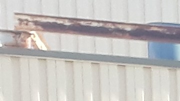 María Vega con mascarilla color púrpura y con una playera que lleva estampada la imagen de su hijo junto a familiares y amigos en una vigilia en el estacionamiento del supermercado Jewel-Osco en South Loop, el sábado 16 de octubre. Foto Belhú Sanabria/La Raza